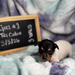 Chili - White black and tan female Toy Fox Terrier puppy in Briggs, Texas from TAC Team Kennels