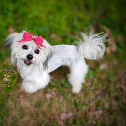Elli - Havanese