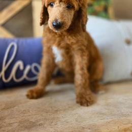 Fanta - Red  female Poodle puppy in Mesa, Arizona from Desert Doodles