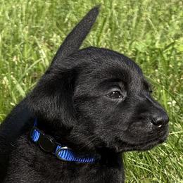 Milano Steel - Black male Labrador Retriever puppy in Richmond, Maine from King K9 Academy