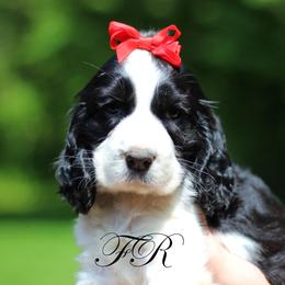 English Springer Spaniel and Springerdoodle Puppies from Family Raised Doodles