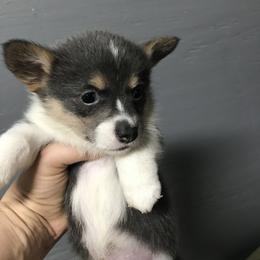 American Corgi and Pembroke Welsh Corgi Puppies from High Hopes Farm