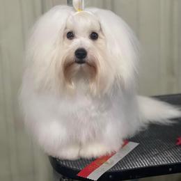 Coton de Tulear puppies from Daisy Lynn Cotons