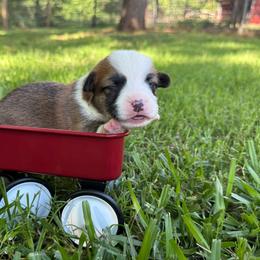 TC - Sable male Pembroke Welsh Corgi puppy in Nashville, Arkansas from Whisenhunt Farms