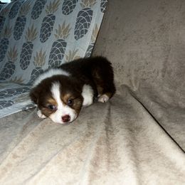 Malibu - Red tri-color Australian Shepherd puppy in Kansas City, Kansas from A Beautiful Soul Aussies