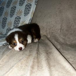 Malibu - Red tri-color Australian Shepherd puppy in Kansas City, Kansas from A Beautiful Soul Aussies