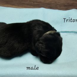 Boy 1 - Black Newfoundland puppy in Brownstown, Michigan from Persephone's Fabled Tails
