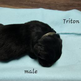 Boy 1 - Black Newfoundland puppy in Brownstown, Michigan from Persephone's Fabled Tails