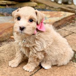 Purple Collar Red Wheaten - Wheaten female Miniature Schnauzer puppy in Calhoun, Georgia from The BrickHouse Miniature Schnauzers