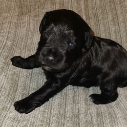 Ellla - Black female Miniature Schnauzer puppy in Graham, Washington from Kristy's French Bulldogs & Mini Schnauzers