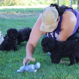 Aussiedoodle, Miniature Australian Shepherd, Poodle, and Toy Australian Shepherd Puppies from Mowry Creek Mini Aussiedoodles and More