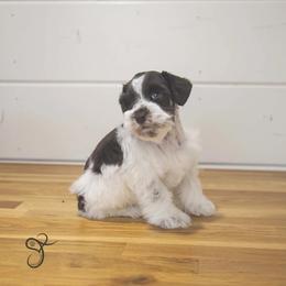 Gavin - Parti male Miniature Schnauzer puppy in Diamond Valley, Utah from JoJo's Schnauzers
