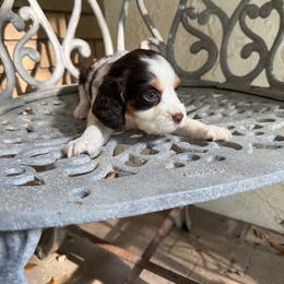Sawyer - Liver white and tan male English Springer Spaniel puppy in Williston, Florida from Parks Paradise Springers
