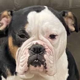 Bulldogs from Bay Area Bulldogs