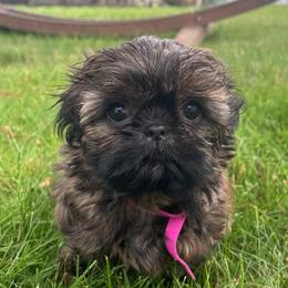 Shih Tzu Puppies from Shih Tzu Companions