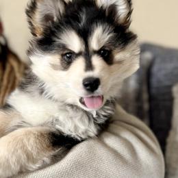 Pomsky Puppies from Destiny Pomskies LLC