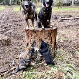 German Shepherd Puppies from Von Overen German Shepherds