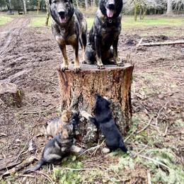 German Shepherd Puppies from Von Overen German Shepherds