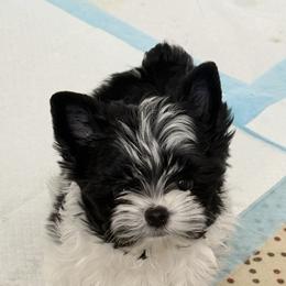 Boy two(more black) - Parti male Yorkshire Terrier puppy in Virginia from Yorkies of Boston
