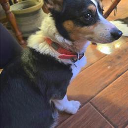 Pembroke Welsh Corgi puppies from Diamond K Corgis