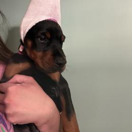Bea - Black and rust female Doberman Pinscher puppy in Bruce Township, Michigan from Eminent Dobermans