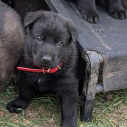 Red - Black male German Shepherd puppy in Motley, Minnesota from Von Thomson Haus