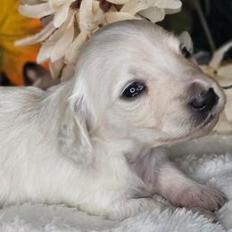 Coral - Cream female Dachshund puppy in Lakeland, Florida from Buckwild Doxies