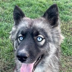 Mazi - Siberian Husky