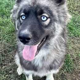Mazi - Siberian Husky