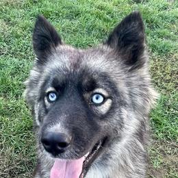 Mazi - Siberian Husky