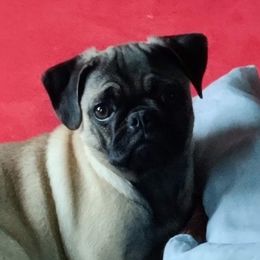 Dumpling - Pug