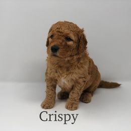 Goldendoodle Puppies from Beloved Texas Doodles