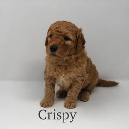 Goldendoodle Puppies from Beloved Texas Doodles