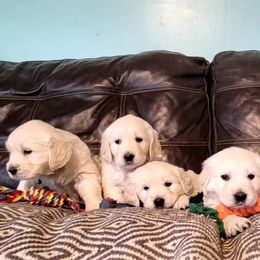 Golden Retriever Puppies from SDG Goldens