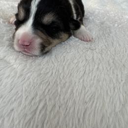 Simba - Black and tan male Pembroke Welsh Corgi puppy in Washington from KB Corgis