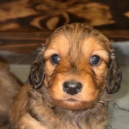 Bonnie (RUSSIAN LINES) - Red female Dachshund puppy in Goldthwaite, Texas from Mini Mama Dachshunds