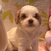 Cavalier King Charles Spaniels and Cavatzus from Elena Cable's Cavalier King Charles Spaniels and Cavatzu