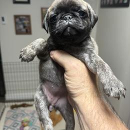 Girl 1 - Brindle female Pug puppy in Salem, Oregon from Loda's Pugs