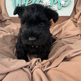 Green collar - Black male Miniature Schnauzer puppy in Smyrna, Tennessee from Moore's Miniature Schnauzers
