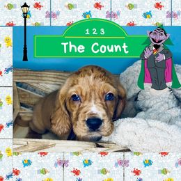 Count - Mahogany and white male Basset Hound puppy in Tollesboro, Kentucky from Low and Slow Bassets