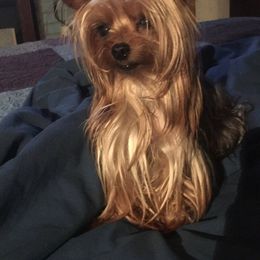 Yorkshire Terrier All Grown Up from Bonnie White