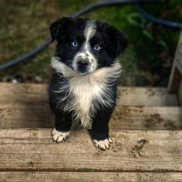 Miniature Australian Shepherd puppies from Acton Aussies