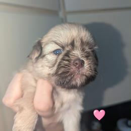 Layla - Gold female Shih Tzu puppy in Azusa, California from RJ Shih Tzu lover