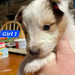 Girl 1 - Sable merle and white female Shetland Sheepdog puppy in Kaycee, Wyoming from Heavenly Shelties
