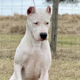Dogo Argentinos and French Bulldogs from El Riachuelo Dogo Argentino
