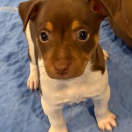 Sydney - White, chocolate and tan female Rat Terrier puppy in Savoy, Texas from Rockin EZ Rat Terriers