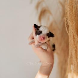 Red boy - Chocolate male Australian Labradoodle puppy in Syracuse, Indiana from The Doodle Cove
