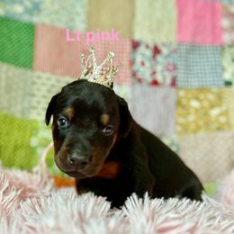 Lt pink - Black and rust female Doberman Pinscher puppy in Xenia, Ohio from Davis Family Dobermans
