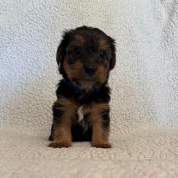 Blue collar - Black and tan male Yorkshire Terrier puppy in Enoree, South Carolina from Gone to the Dogs Kennel