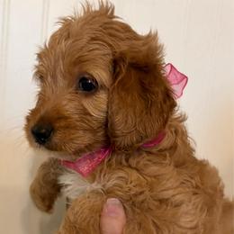 Wendy - Apricot female Goldendoodle puppy in Dayton, Tennessee from MK Goldendoodles
